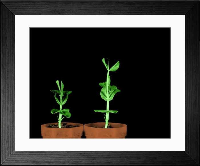 Framed Print : Pea Plants Grown with Gibberellic Acid Framed Print : Pea Plants Grown with Gibberellic Acid