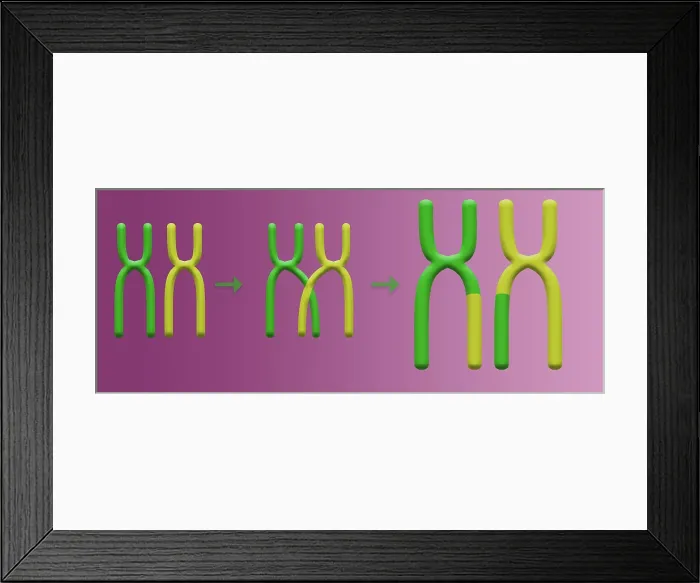 Framed Print : Genetic Recombination is the crossover of genetic material between chromosomes during spermatogenesis, microbiology Framed Print : Genetic Recombination is the crossover of genetic material between chromosomes during spermatogenesis, microbiology