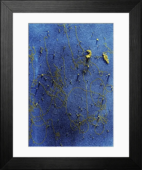 Framed Print : Plant Genetics, Chloroplast DNA, TEM Framed Print : Plant Genetics, Chloroplast DNA, TEM