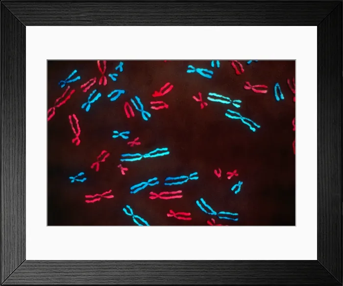 Framed Print : Genetics, Human Chromosomes, Metaphase, light micrograph