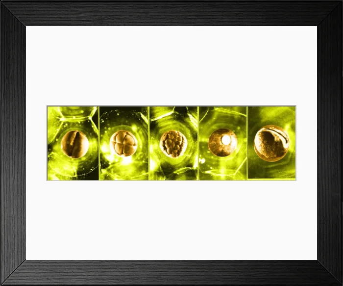 Framed Print : Frog Eggs. Color enhanced image of frog eggs (Ovum) at different stages of growth Framed Print : Frog Eggs. Color enhanced image of frog eggs (Ovum) at different stages of growth