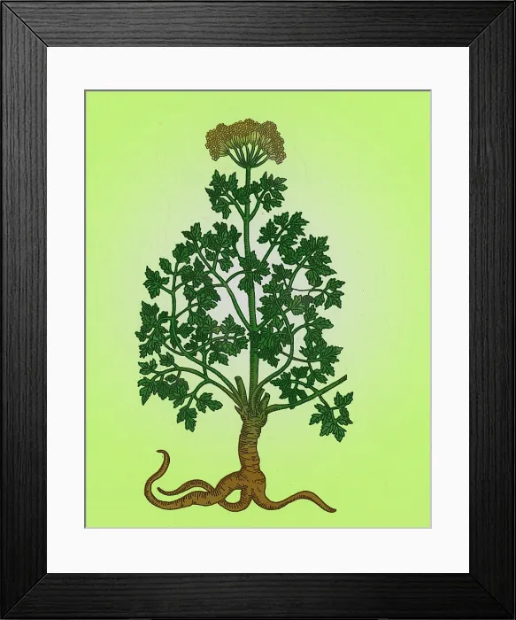 Framed Print : Petroselinum Crispum, Garden Parsley Framed Print : Petroselinum Crispum, Garden Parsley