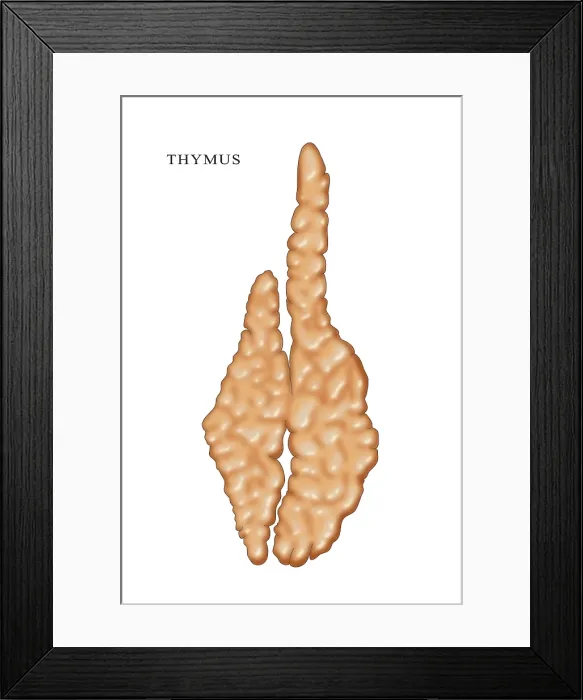 Framed Print : Thymus, Illustration Framed Print : Thymus, Illustration