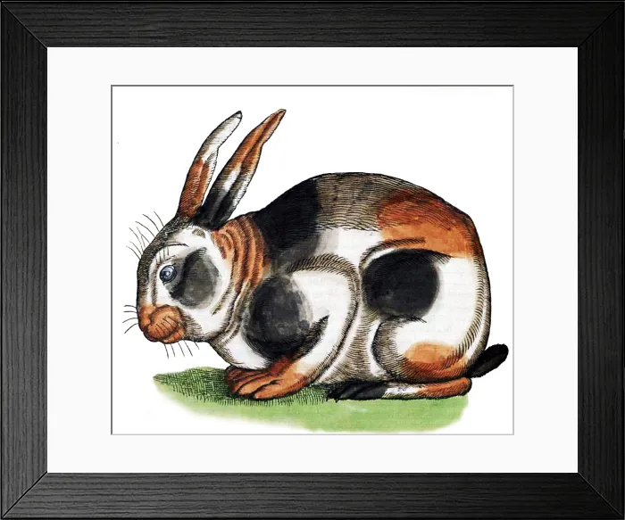 Framed Print : Gessner, Rabbit, 16th Century