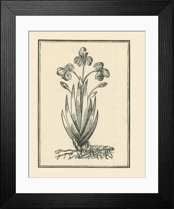 Framed Print : Florentine Iris, Mattioli's Commentaires