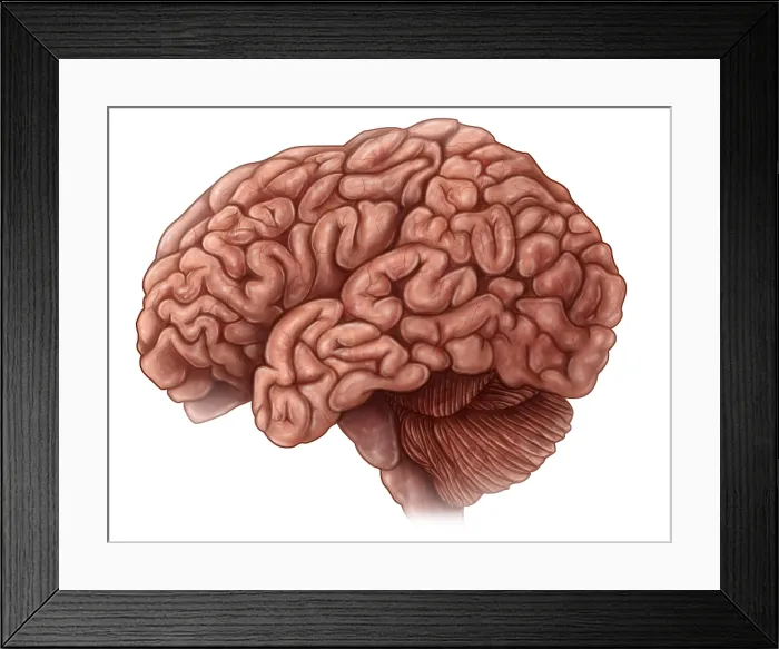 Framed Print : Lateral View of the Brain Framed Print : Lateral View of the Brain