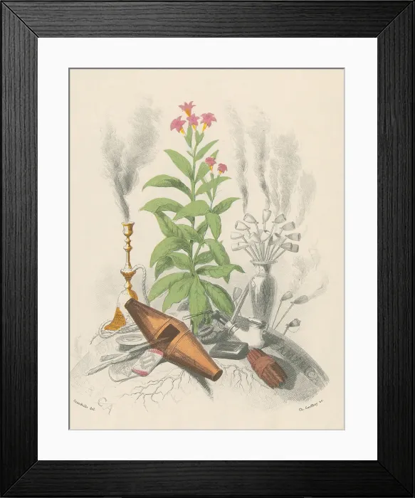 Framed Print : Tobacco Plant, 19th Century Framed Print : Tobacco Plant, 19th Century