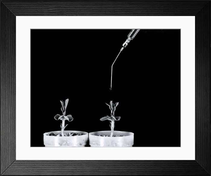 Framed Print : Pea Plants Grown with Gibberellic Acid Framed Print : Pea Plants Grown with Gibberellic Acid