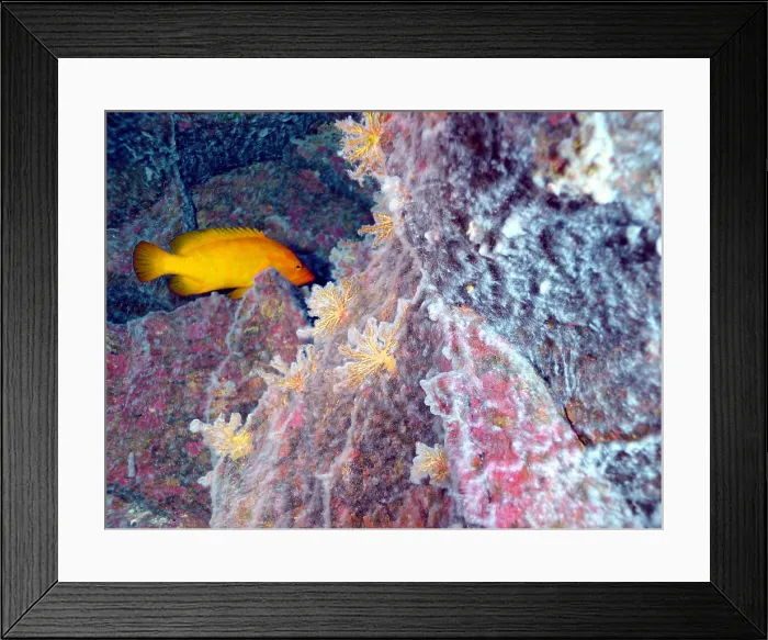 Framed Print : Hydrothermal Vent Community Framed Print : Hydrothermal Vent Community