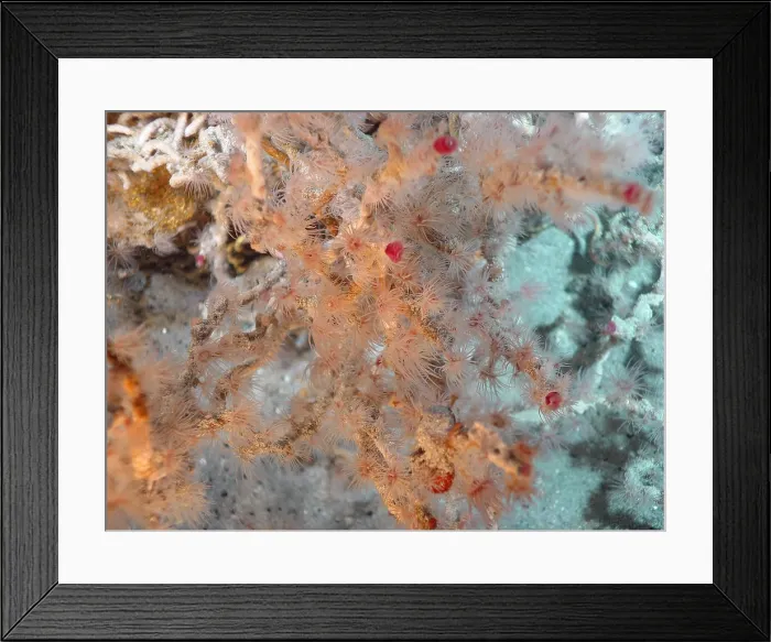 Framed Print : Hydrothermal Vent Tubeworms Framed Print : Hydrothermal Vent Tubeworms