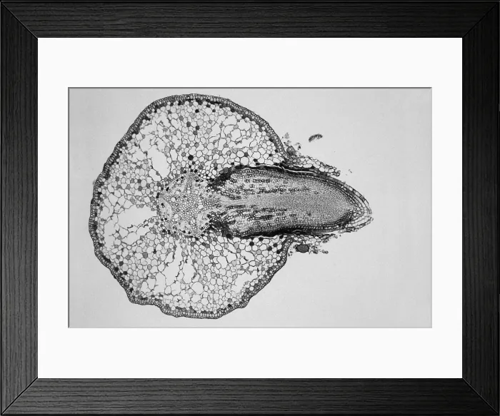Framed Print : Willow Root Branch under a microscope Framed Print : Willow Root Branch under a microscope