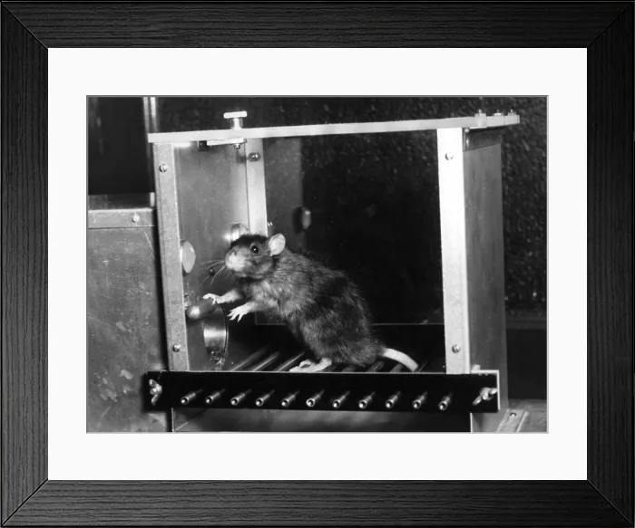 Framed Print : Animal Testing, Rat in Skinner box