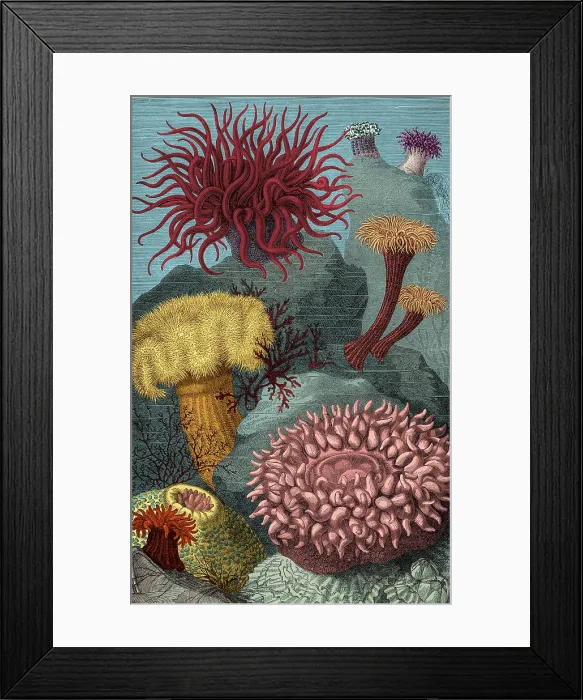 Framed Print : European Sea Anemones Framed Print : European Sea Anemones