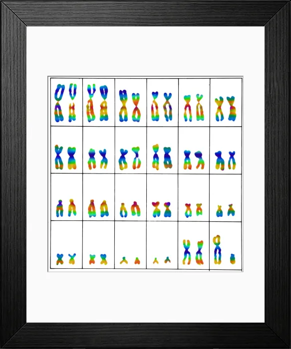 Framed Print : Karyotype, Normal Male Chromosomes Framed Print : Karyotype, Normal Male Chromosomes