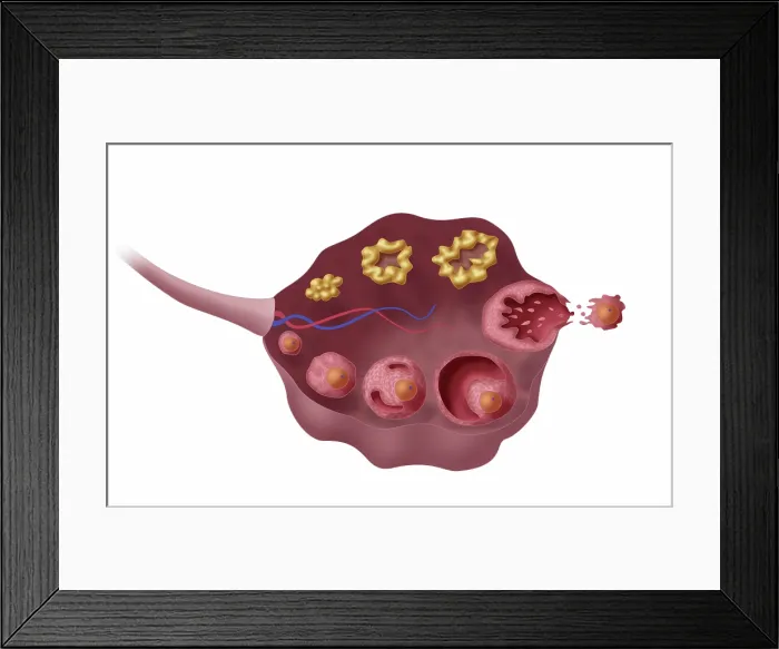 Framed Print : Ovarian Follicles, Illustration Framed Print : Ovarian Follicles, Illustration