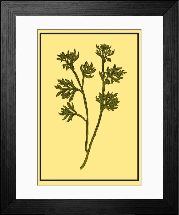 Framed Print : Wormwood, Alchemy Plant