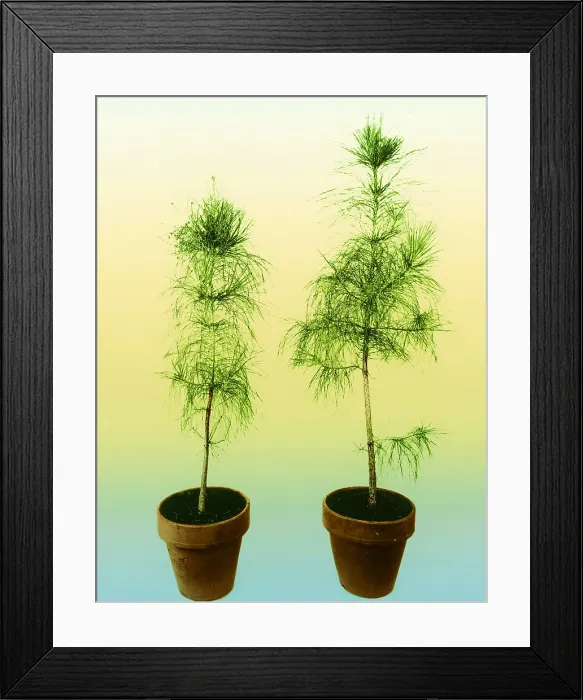 Framed Print : Loblolly Pine Gibberellic Acid Experiment Framed Print : Loblolly Pine Gibberellic Acid Experiment