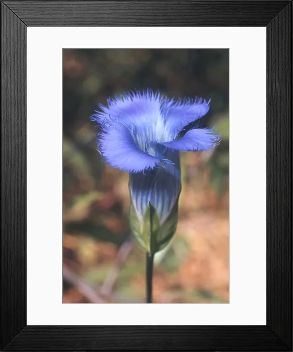 Framed Print : Fringed Gentian Framed Print : Fringed Gentian