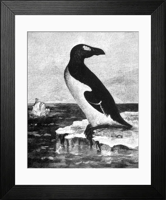 Framed Print : Great Auk, Extinct Flightless Bird