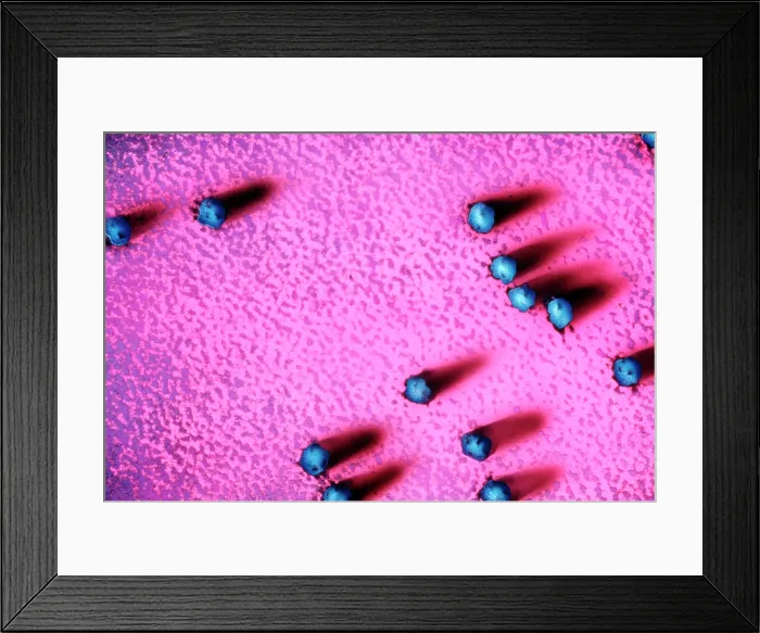 Framed Print : Cell Structure, Ribosomes, transmission electron micrograph Framed Print : Cell Structure, Ribosomes, transmission electron micrograph