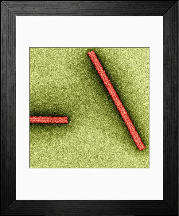 Framed Print : Tobacco mosaic Virus, TEM Framed Print : Tobacco mosaic Virus, TEM