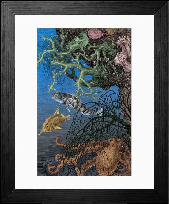 Framed Print : Coral Reef and Cuttlefish, 19th century Framed Print : Coral Reef and Cuttlefish, 19th century