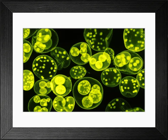 Framed Print : Green algae, Volvox sp. light micrograph Framed Print : Green algae, Volvox sp. light micrograph