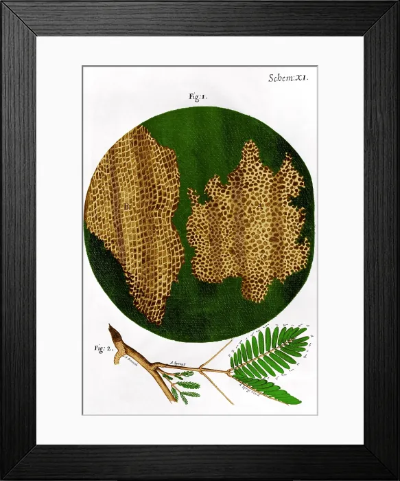 Framed Print : Illustration of cork wood cells Framed Print : Illustration of cork wood cells