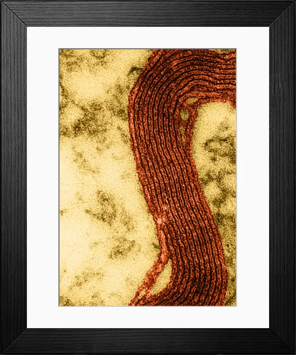 Framed Print : Cell Structure, Myelin Sheath, TEM Framed Print : Cell Structure, Myelin Sheath, TEM