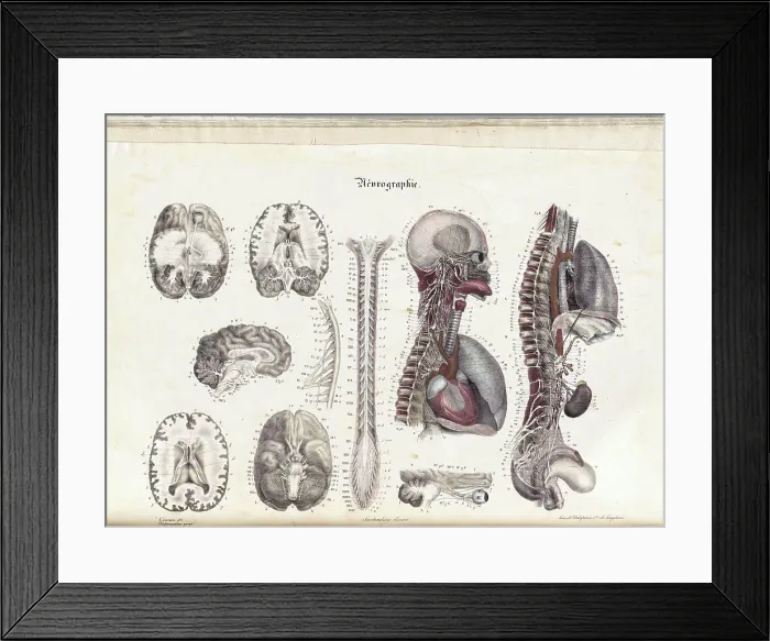 Framed Print : Anatomie Methodique Illustrations Framed Print : Anatomie Methodique Illustrations