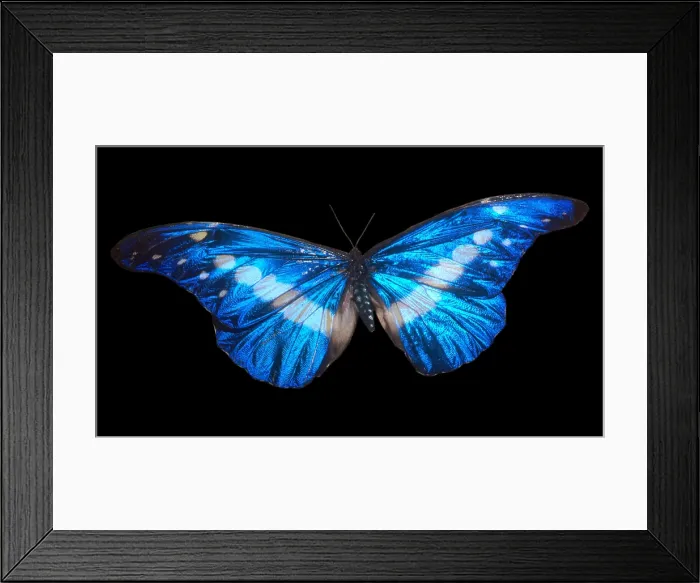 Framed Print : Helena Morpho (Morpho helena) Framed Print : Helena Morpho (Morpho helena)