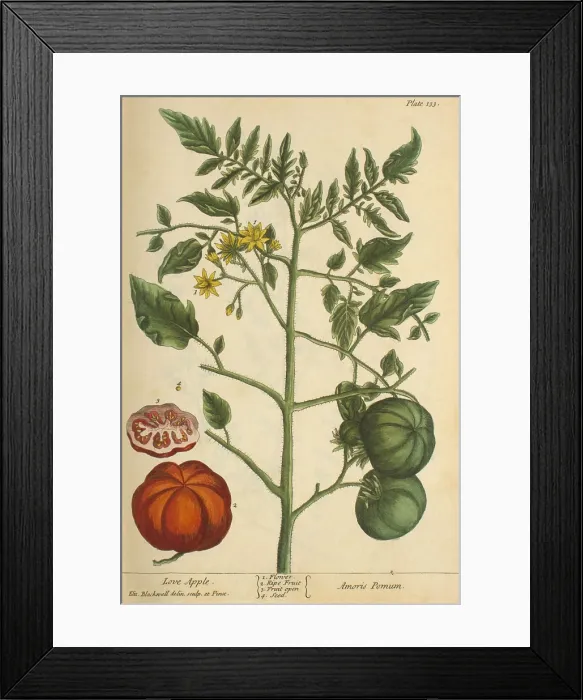 Framed Print : Love Apple, Medicinal Plant, 1737