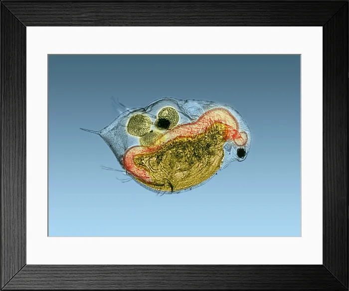 Framed Print : Daphnia under a microscope Framed Print : Daphnia under a microscope