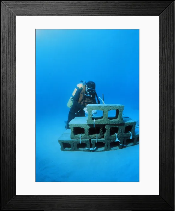 Framed Print : Experimental Reef Framed Print : Experimental Reef