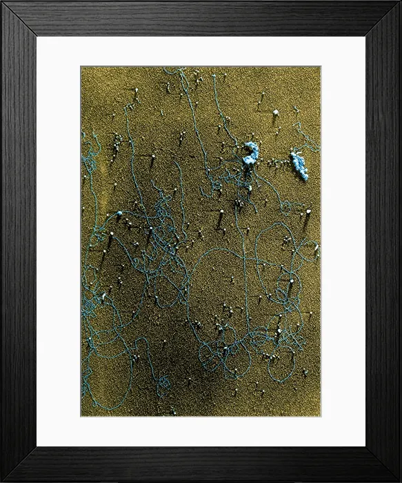 Framed Print : Plant Genetics, Chloroplast DNA, TEM Framed Print : Plant Genetics, Chloroplast DNA, TEM