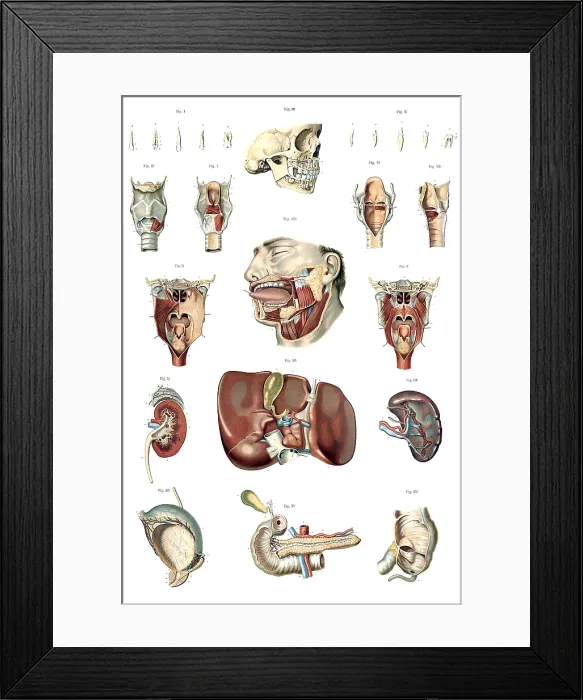Framed Print : Anatomie du Corps Humain, Laskowski, 1894 Framed Print : Anatomie du Corps Humain, Laskowski, 1894
