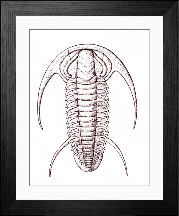 Framed Print : Cambrian Arthropod Framed Print : Cambrian Arthropod