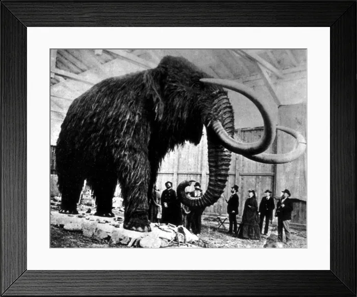 Framed Print : Woolly Mammoth Found In Siberia, 1903