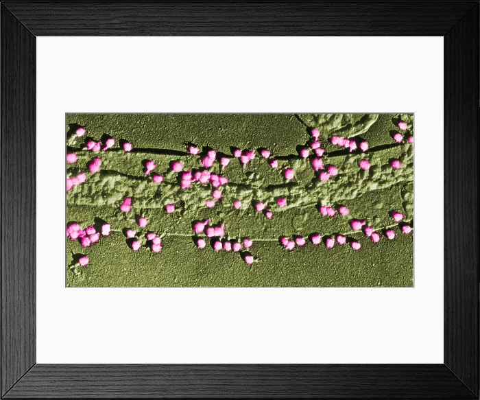 Framed Print : Bacteriophage T-2 Infecting E. coli Cell Wall, TEM Framed Print : Bacteriophage T-2 Infecting E. coli Cell Wall, TEM