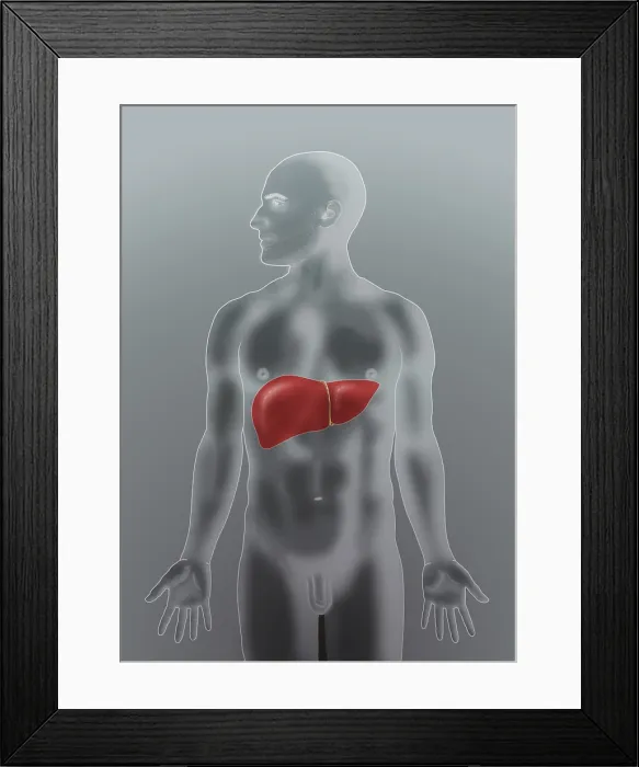 Framed Print : Anatomical Position of Liver Framed Print : Anatomical Position of Liver