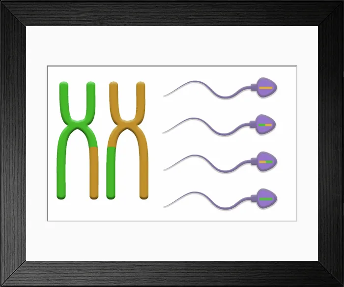 Framed Print : Genetic Recombination is the crossover of genetic material between chromosomes during spermatogenesis, microbiology Framed Print : Genetic Recombination is the crossover of genetic material between chromosomes during spermatogenesis, microbiology