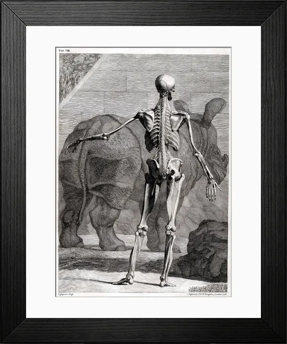 Framed Print : 18th Century Anatomical Engraving Framed Print : 18th Century Anatomical Engraving