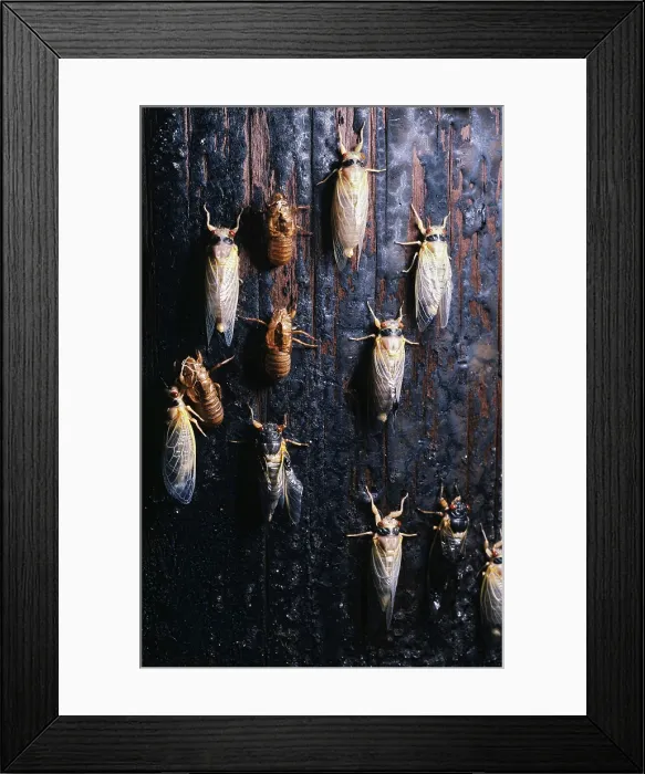 Framed Print : Periodical Cicada