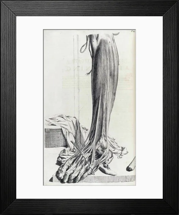 Framed Print : Anatomia humani corporis, Table 81, 1690 Framed Print : Anatomia humani corporis, Table 81, 1690