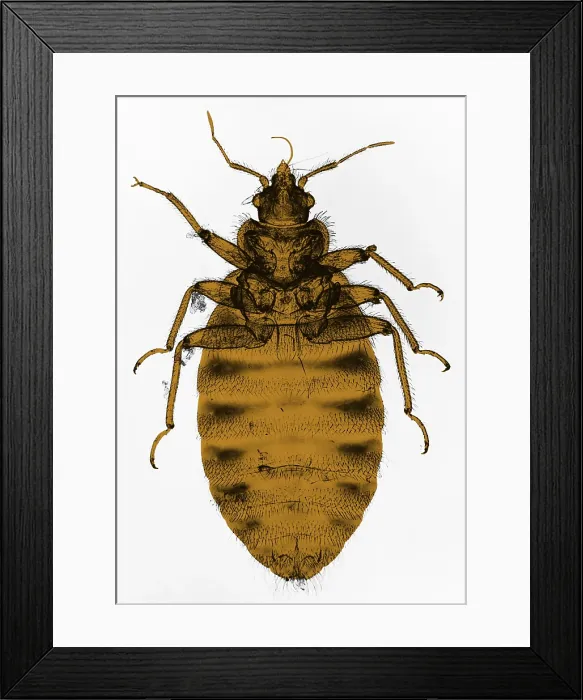 Framed Print : Bedbug, light micrograph Framed Print : Bedbug, light micrograph