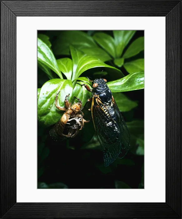 Framed Print : Periodical Cicada Framed Print : Periodical Cicada