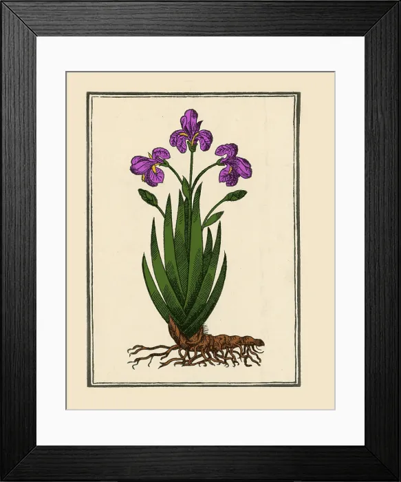 Framed Print : Florentine Iris, Mattioli's Commentaires, Lyons, 1579