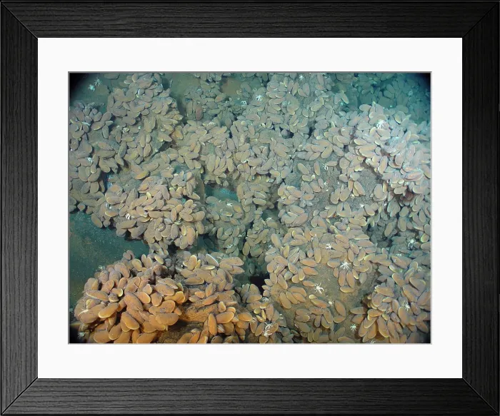 Framed Print : Vent Mussels Framed Print : Vent Mussels