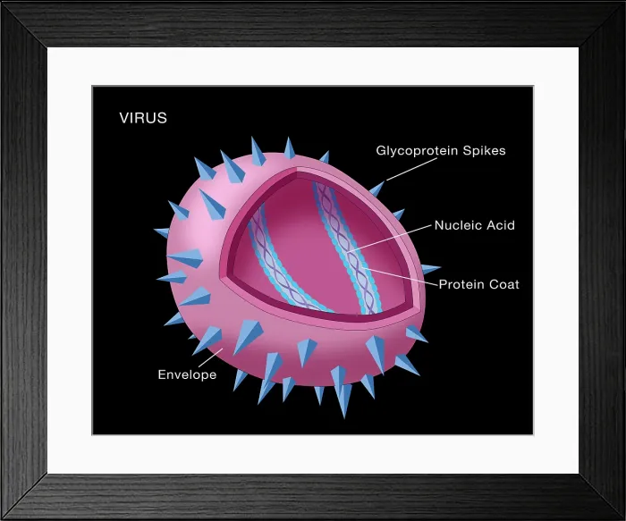 Framed Print : Virus Diagram Framed Print : Virus Diagram