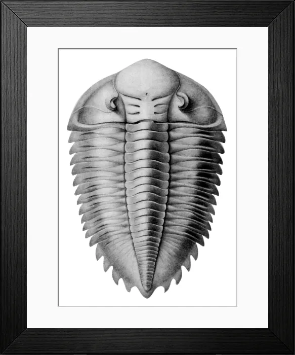 Framed Print : Trilobite Artwork Framed Print : Trilobite Artwork